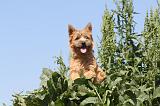 CAIRN TERRIER 001